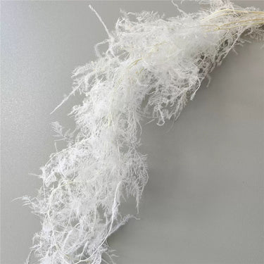 Preserved Asparagus Setaceus, Cascading Lace Ferns, White, Up to 100cm