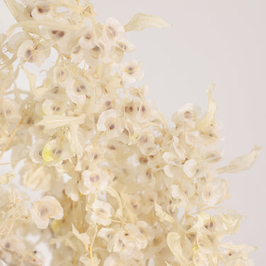 Dodonaea Viscosa (Hop Bush), Preserved, White, 60cm