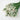 Preserved Forget me not flower, White, 120g
